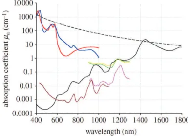 Figure I.1 – Spectres d’absorption optique des principaux chromophores des tissus biologiques