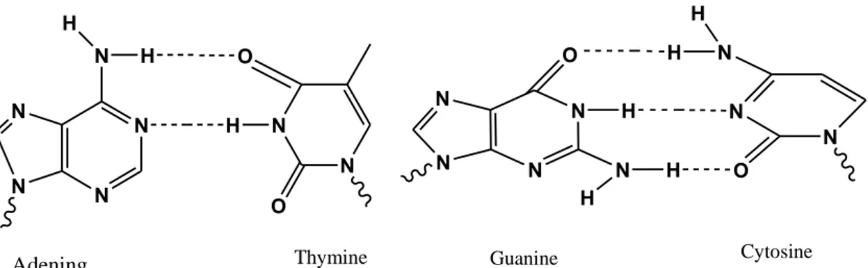 Figure 9 : Représentation de la liaison hydrogène dans la structure de l'ADN 