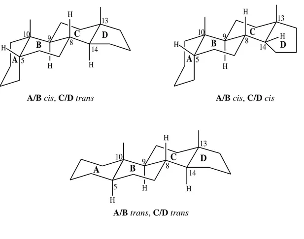 Figure II.3.1: La jonction entre les cycles du noyau stéroїdique. 