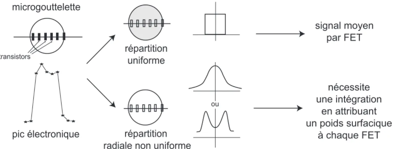 Figure 4.4: Méthode d’analyse des pics de polylysine : approche homogène ou répartition radiale ?