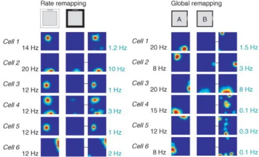 Figure 3.2: Global remapping and rate remapping. Colour-coded rate maps showing rate remap- remap-ping and global remapremap-ping in six pairs of CA3 place cells (dark blue = 0 Hz; red = maximum firing rate, as shown on the far left and right of each row)