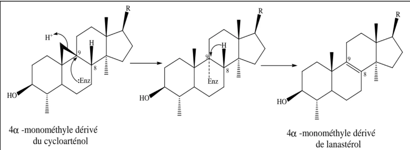 Figure II.27 A4HOO2NADPHA4HO A4NAD+HOOCOCOO HHHH+H CO 2A4HOHOHHA4HHCH3OA4HOHNADPHA4HOHmême processus précédent