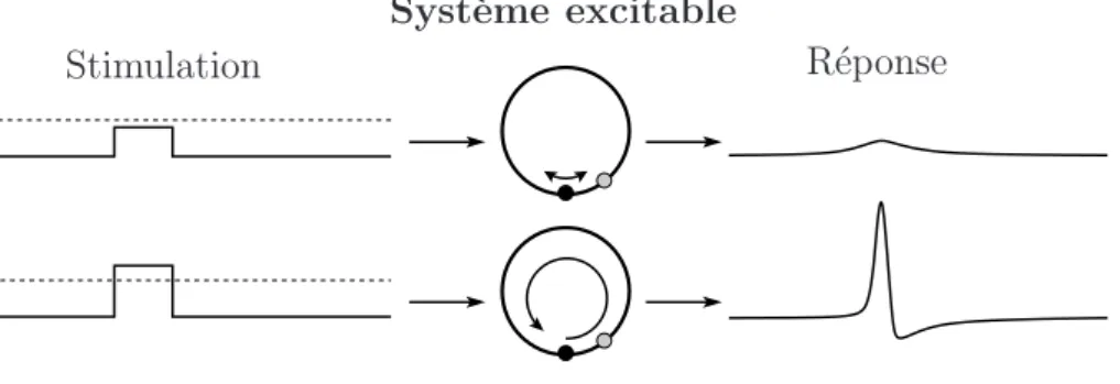 Figure 1.4. R´eponse d’un syst`eme excitable suivant l’amplitude de la stimulation.