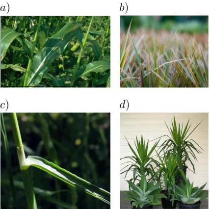 Figure 4.1 – Exemples de plantes à géométries courbées. a) maïs, b) carex bico- bico-lore, c) dactyle aggloméré et d) yucca et agave.