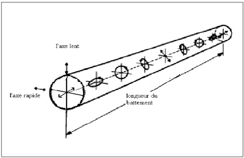 Figure I.20 : Évolution des deux états de polarisation le long d'une fibre à maintient de 