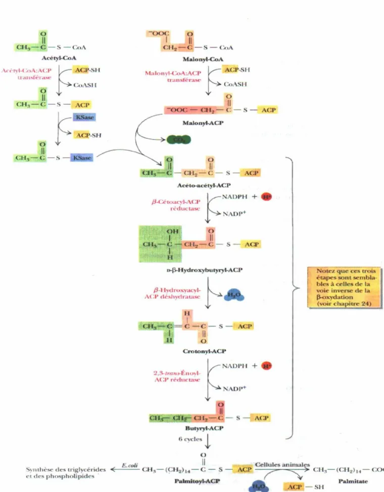 Figure 4 : La Biosynthèse des Acides gras
