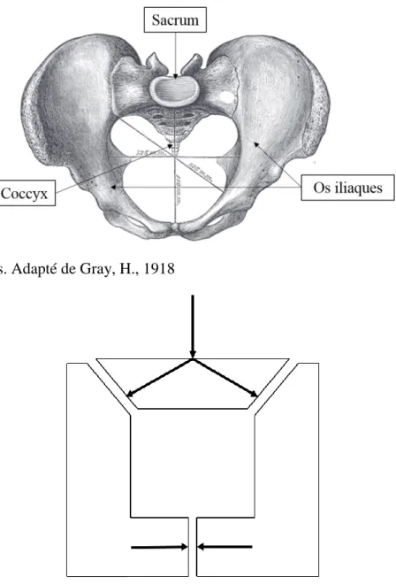 Figure 1 : Os du pelvis. Adapté de Gray, H., 1918 