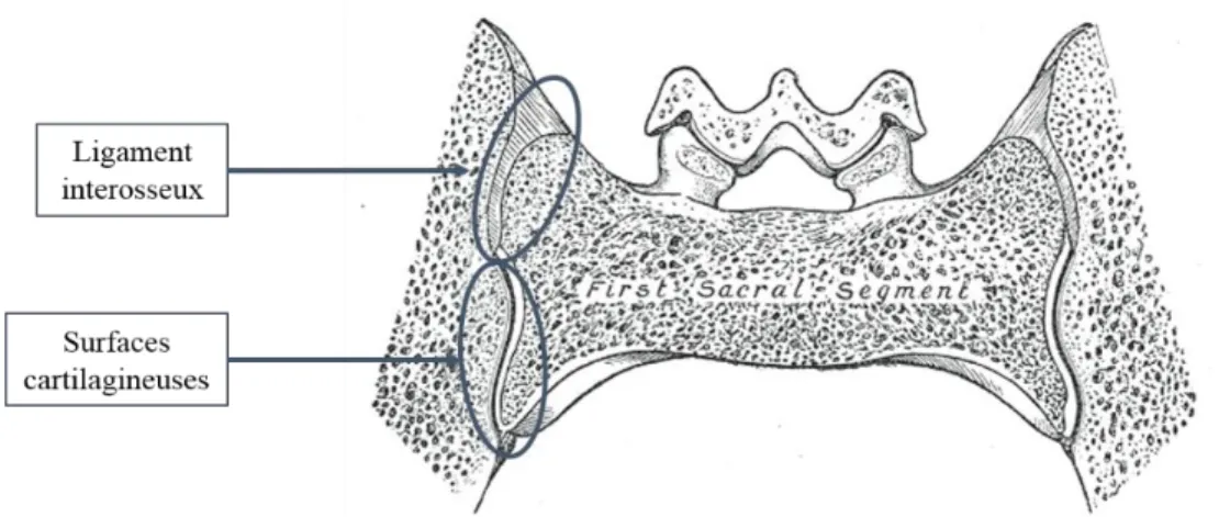 Figure 8 : Coupe coronale au niveau de la vertèbre S1. Adapté de Gray, H., 1918 