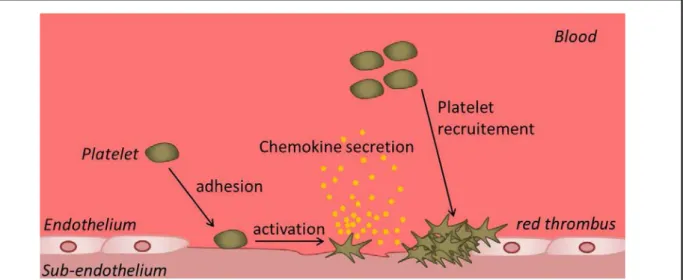 Figure 2. Primary hemostasis. Upon binding to the exposed endothelium, platelets are activated,  leading to morphological changes and release of platelet chemoattractant mediators
