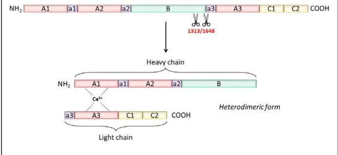 Figure 4. FVIII structure. Following the translation of FVIII mRNA, the immature 2352 amino-acid form of  FVIII is translocated to the endoplasmic reticulum