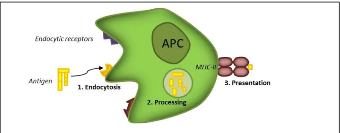 Figure 6. FVIII endocytosis and presentation on major histocompatibility class II (MHC II) molecules