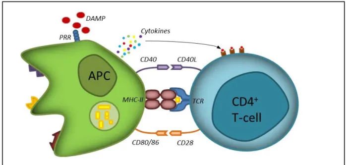 Figure 7. CD4 +  T-cell activation by APC. Initially, the TCR recognizes the antigenic peptide in association 