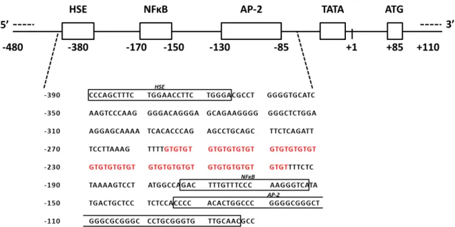Figure 9. HMOX1 promoter organization. The promoter region of the HO-1-encoding gene contains several  transcription factor consensus binding sites, such as heat shock element (HSE), nuclear factor-κB (NFκB) and  the activator protein-2 (AP-2)