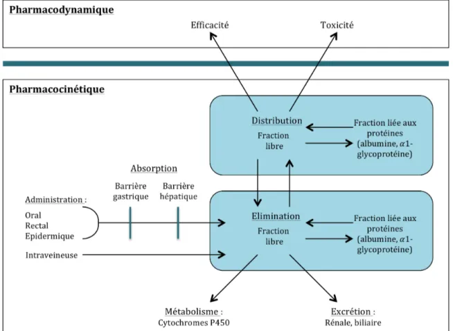 Figure 2.5 – Illustration du processus du médicament dans le corps. Cette figure est librement inspirée du livre de Gabrielsson et Weiner [77].