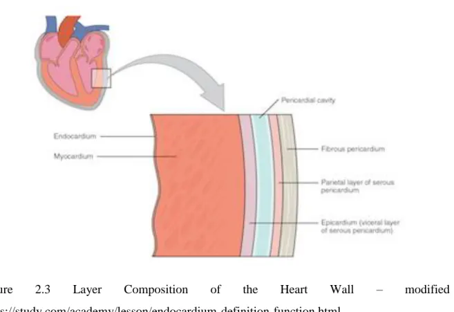 Figure  2.3  Layer  Composition  of  the  Heart  Wall  –  modified  from 