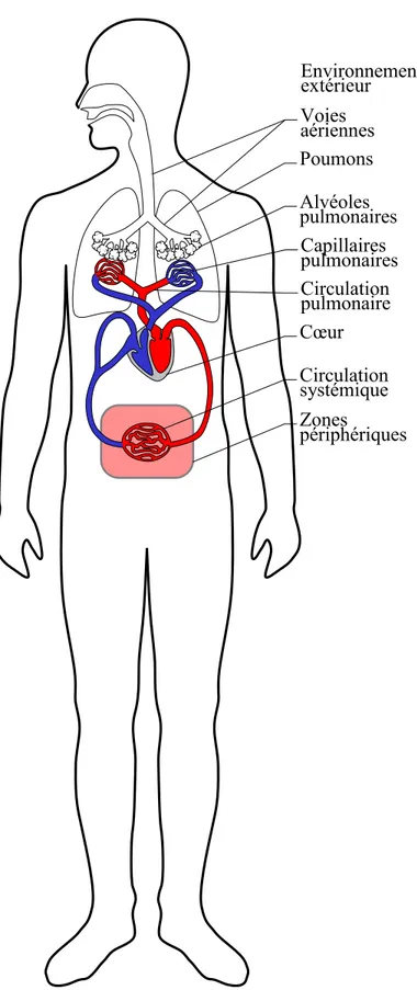 Figure 1-1: Représentation schématique de la respiration pour un être humain. Poumons Circulation pulmonaire Cœur Circulation systémique Zones périphériques Voies aériennes Environnement extérieur Alvéoles pulmonaires Capillaires pulmonaires 