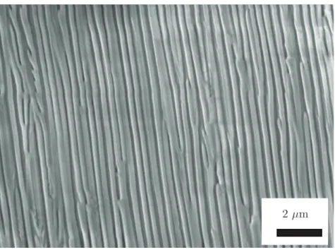Figure 2.10 Vue en section par SEM d’une membrane nanoporeuse d’alumine commerciale Whatman.