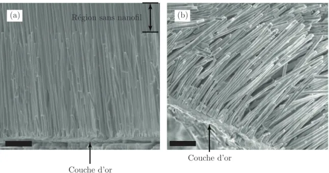 Figure 2.14 Vue par microscopie ´electronique `a balayage de nanofils de 170 nm de diam`etre obtenus dans une membrane commerciale d’alumine Whatman