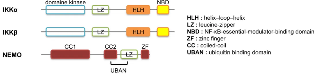 FIGURE 5 : Composition du complexe IKK 