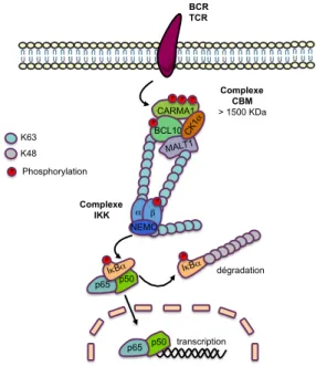 FIGURE 9 : Activation de NF-κB  par les récepteurs 