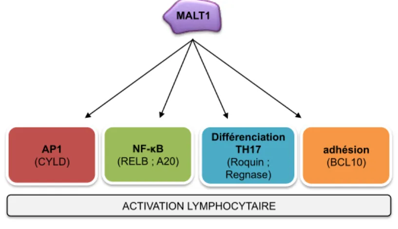 FIGURE 11 : Activité catalytique de MALT1 