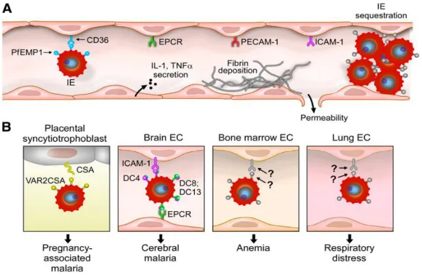 Figure  3 :  Interactions  caractéristiques  de  la  séquestration  des  érythrocytes  infectés  par  P