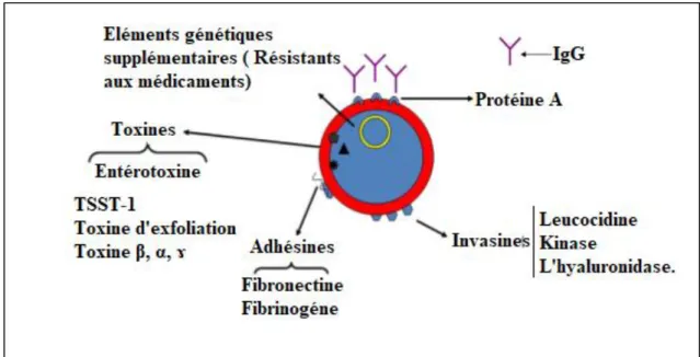 Figure 02 : Facteurs de virulence de S. aureus (Li, 2010)  1-  Composants de surface 