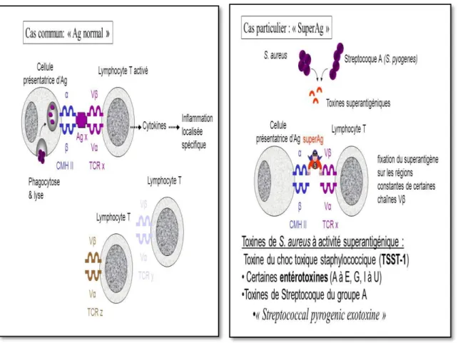 Figure 03 : Mode d’action des superantigènes (Bonacors, 2014). 