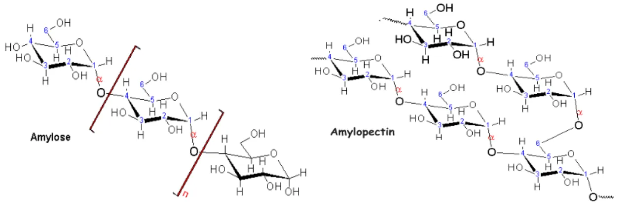 Figure 2-3 : Structures chimiques de l’amylose et de l’amylopectine 