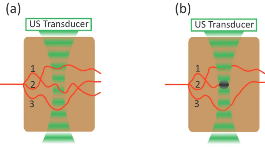 Figure 2.4 – Origin of the optical contrast in acousto-optic imaging. In presence of an absorber in the acoustic field, there are much less light paths that enable photon tagging, as a result the signal is smaller.