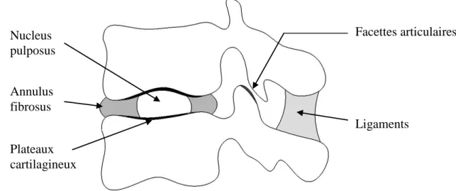 Figure  1.2  :  Unité  fonctionnelle  composée  du  disque  intervertébral,  de  deux  vertèbres,  des  facettes articulaires et des ligaments interépineux 