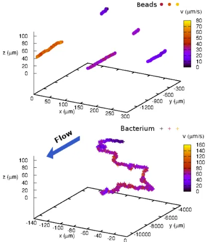 Figure 7: 3D track of latex beads (top) and a bacterium (bottom) under flow in the same experiment