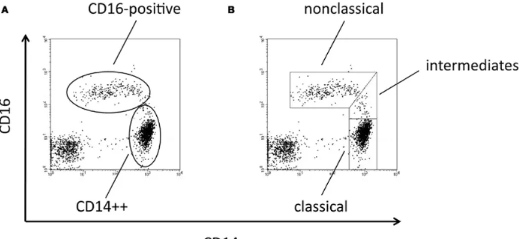 Figure 11  : Dot Plot CD14 vs CD16 sur des PBMC humains 