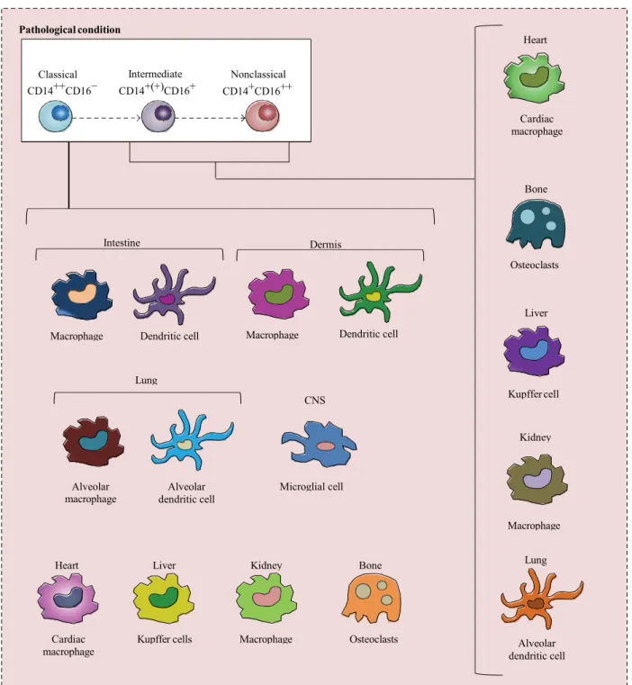 Figure 13 : Recrutement et différenciation des monocytes au cours de l’inflammation. 