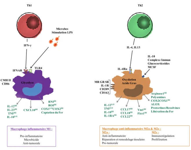 Figure 15 : Représentation schématique de la polarisation des macrophages en M1 et M2  