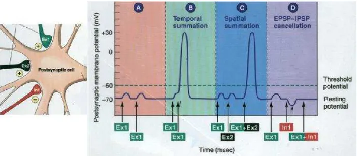 Figure 2.3 Sommation spatio-temporelle des PPS et g´en´eration d’un PA. (Source : http ://www.colorado.edu/intphys/Class/IPHY3730/image/figure4z.jpg).