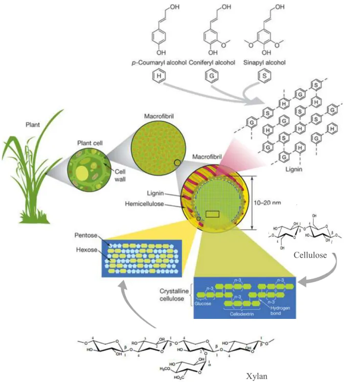 Figure 2.2: Lignocellulosic biomass structure and component (Modified based on [21, 25, 26]) 