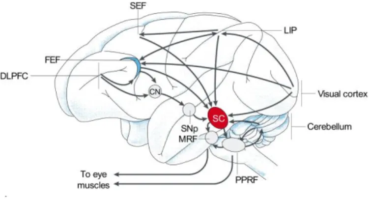 Figure  3.  Saccadic  eye  movements  and  oculomotor  neurophysiology  (Fecteau  &amp;  Munoz, 2003)