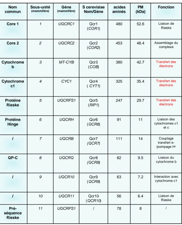 Tableau 3 : Sous-unités du complexe III D’après  www.uniprot.orgNom communSous-unité(mammifère)Gène (mammifère) S cerevisiaeNom/Gène acides aminés PM  (kDa) FonctionCore 11UQCRC1Qcr1(COR1)48052.6 Liaison de RieskeCore 22UQCRC2Qcr2 (COR2)45348.4 Assemblage du complexeCytochrome b3MT-CYBQcr3 (COB)38042.7Transfert des électronsCytochrome c14CYC1Qcr4 ( CYT1)32535.4Transfert des électronsProtéine Rieske5UQCRFS1Qcr5 (RIP1)24729.7Transfert des électronsProtéine Hinge6UQCRHQcr6 (QCR6)9111Liaison des  cytochromes c1 et c/7UQCRBQcr7 (QCR7)11114Couplage transfert e-/pompage H+QP-C8UQCRQQcr8 (QCR8)829.5Liaison du cytochrome b/9UQCR10Qcr9 (QCR9)637.2Interaction avec cytochrome c1/10UQCR11Qcr10 (QCR10)566.4Liaison de RieskePré-séquence Rieske11UQCRFS1/788/Nom communSous-unité(mammifère)Gène (mammifère)S cerevisiaeNom/Gèneacides aminésPM (kDa)FonctionCore 11UQCRC1Qcr1(COR1)48052.6Liaison de RieskeCore 22UQCRC2Qcr2 (COR2)45348.4Assemblage du complexeCytochrome b3MT-CYBQcr3 (COB)38042.7Transfert des électronsCytochrome c14CYC1Qcr4 ( CYT1)32535.4Transfert des électronsProtéine Rieske5UQCRFS1Qcr5 (RIP1)24729.7Transfert des électronsProtéine Hinge6UQCRHQcr6 (QCR6)9111Liaison des cytochromes c1 et c/7UQCRBQcr7 (QCR7)11114Couplage transfert e-/pompage H+QP-C8UQCRQQcr8 (QCR8)829.5Liaison du cytochrome b/9UQCR10Qcr9 (QCR9)637.2Interaction avec cytochrome c1/10UQCR11Qcr10 (QCR10)566.4Liaison de RieskePré-séquence Rieske11UQCRFS1/788/