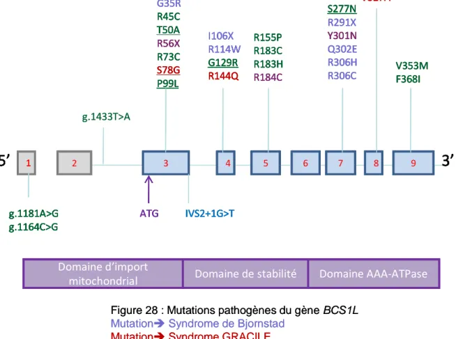 Figure 28 : Mutations pathogènes du gène BCS1L Mutation Syndrome de Bjornstad