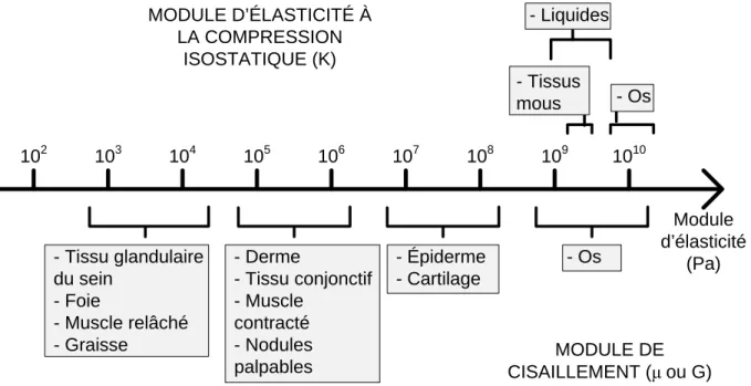 Figure  1.8 : Illustration des modules de cisaillement et de compression pour différentes  structures du corps humain (tiré de Sarvazyan, Rudenko, Swanson, Fowlkes et Emelianov  (1998))
