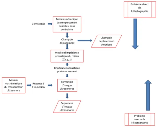 Figure 2.1 : Description du problème direct et inverse de l’élastographie. 