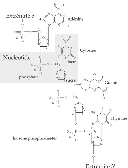 Figure 2.1: Structure chimique d’un simple brin d’ADN constitué de quatre nucléotides portant chacun une base différente
