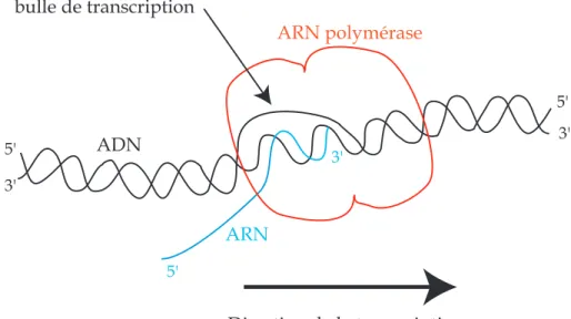 Figure 2.4: Le processus de transcription : La polymérase avance sur l’ADN de l’extrimité 5’ à l’extrémité 3’ du brin codant d’ADN