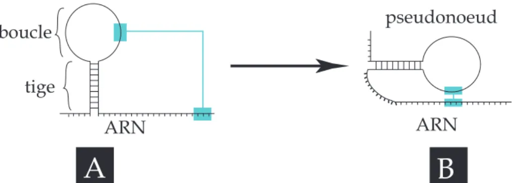 Figure 2.5: Structures secondaires de l’ARN : A. une molécule d’ARN s’hybride partiellement, suite à la complémentarité de deux fragments de sa séquence, donnant lieu à une structure type "tige-boucle"