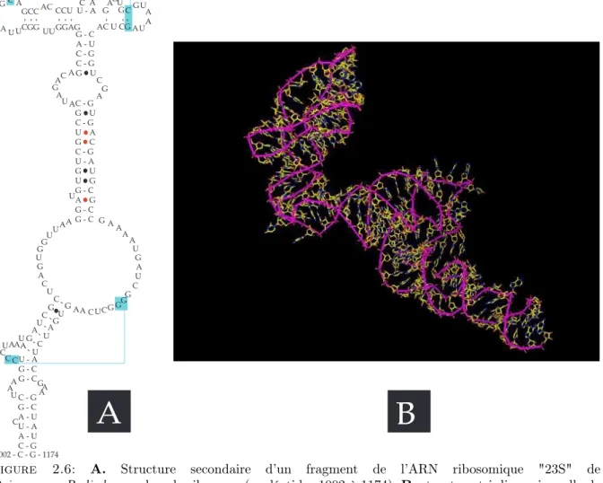 Figure 2.6: A. Structure secondaire d’un fragment de l’ARN ribosomique "23S" de Deinococcus Radiodurans dans le ribosome (nucléotides 1002 à 1174)