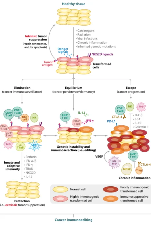 Figure  2 :  Les  trois  phases  de  l’ « immunoediting ».  L’ « immunoediting » du cancer est 