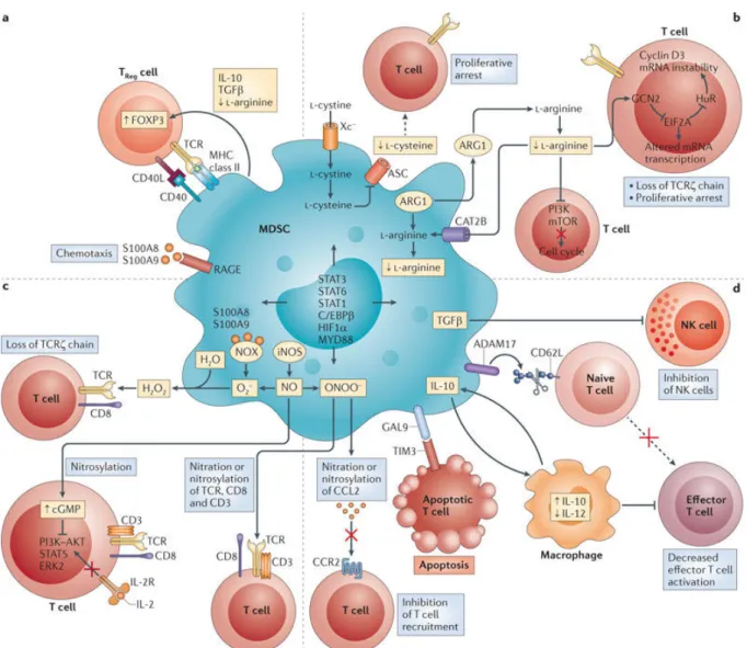 Figure  3  :  Mécanismes  d’inhibition  de  l’activation  et  de  la  prolifération  des  lymphocytes  T  par  les  MDSCs