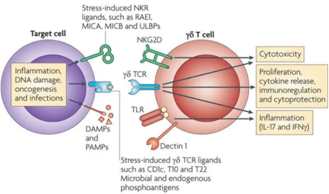 Figure 6 : Détection du stress cellulaire et des cellules infectées par les lymphocytes T  !"