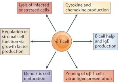 Figure 7 : Six fonctions principales des lymphocytes T !". Les lymphocytes T "# ont un 